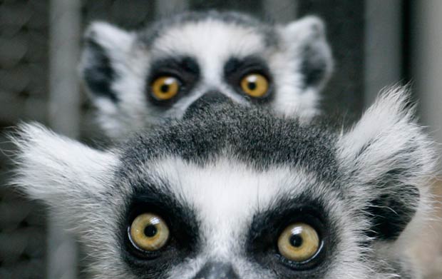 LEMURI_620x392